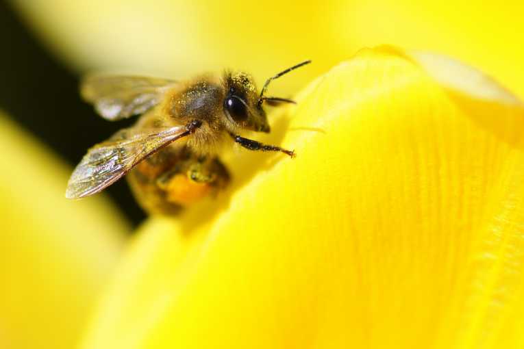 Pesticides Killing Bees