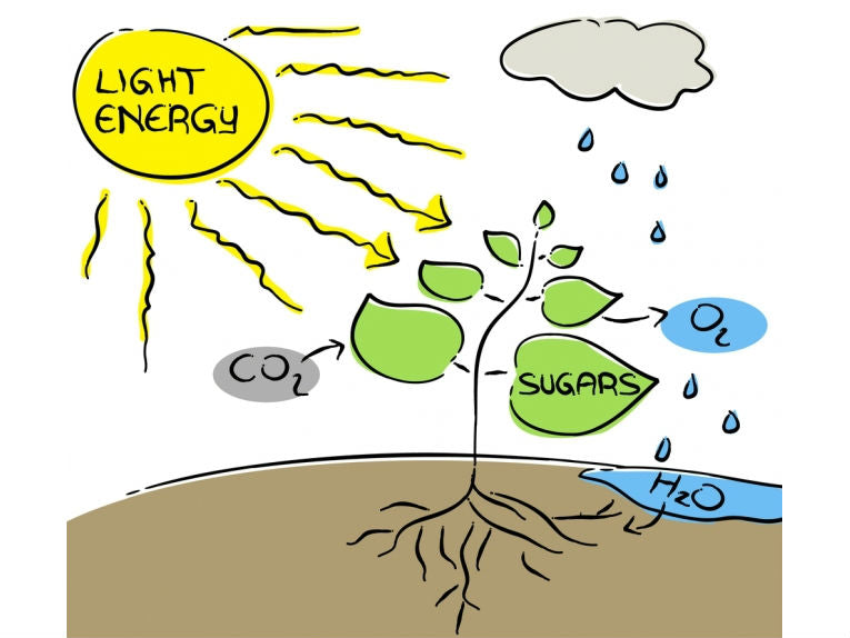 Photosynthesis, the dream of renewable energy
