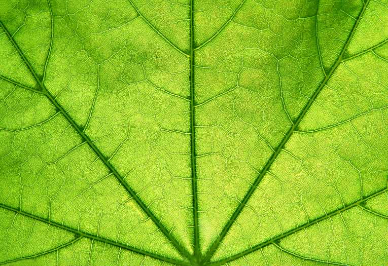 New Artificial Leaf May be Practical For Use In Household Electricity