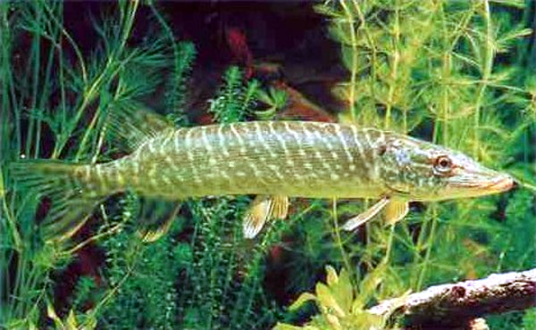 The northern pike (Esox lucius),