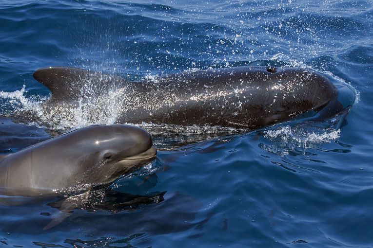 Pilot whales and New Zealand strandings.