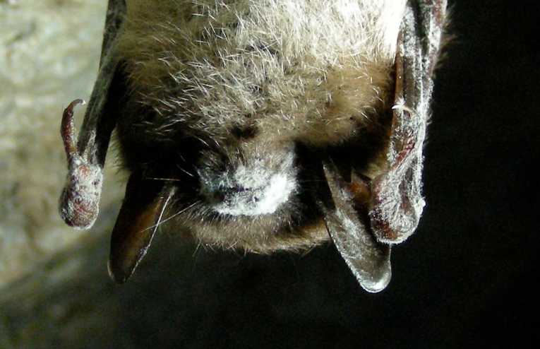 Plan aims to manage white nose syndrome across borders