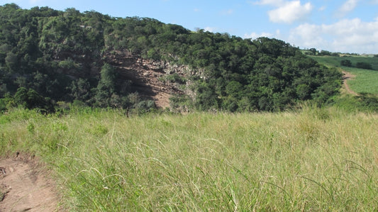 Plant insect-repellent used in Stone Age