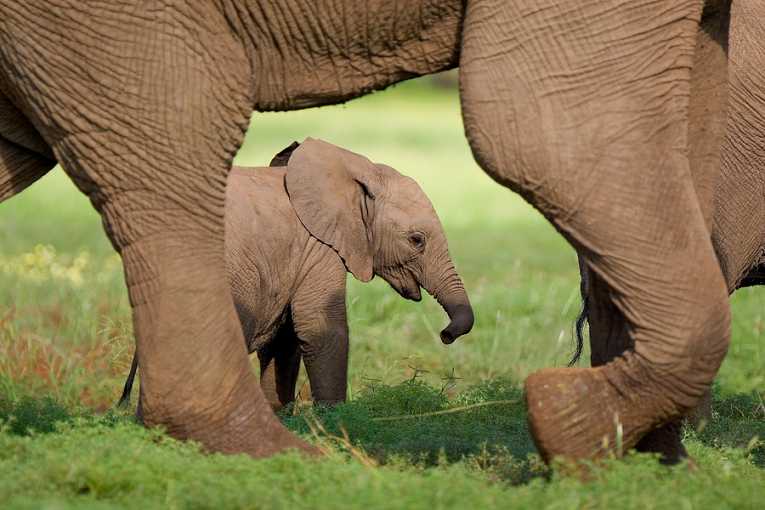 Poaching still a factor in declining forest elephant populations