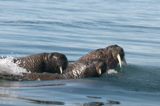 Polar photography exhibition by Earth Times writer Louise Murray