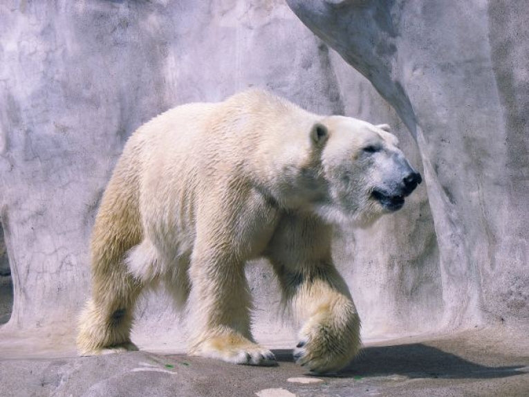 Environmentalists believe sanctuary failing to protect polar bears
