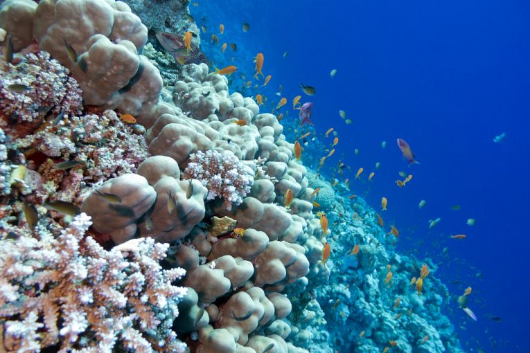 Bad news for corals and divers.