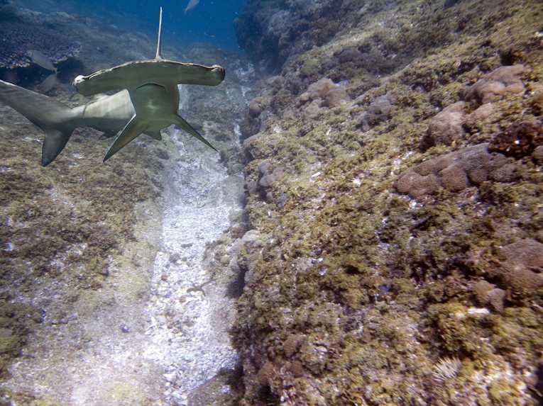 Protecting the innocent: Marshall Islands shark sanctuary