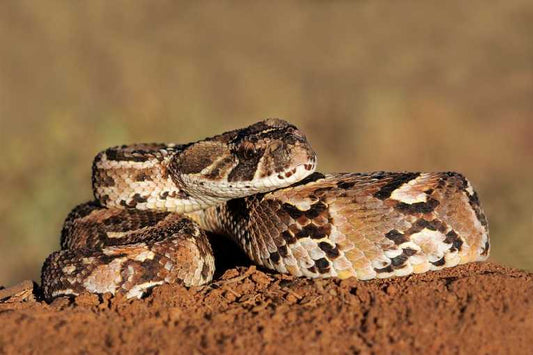 Stealth predator avoids predation by chemical crypsis.