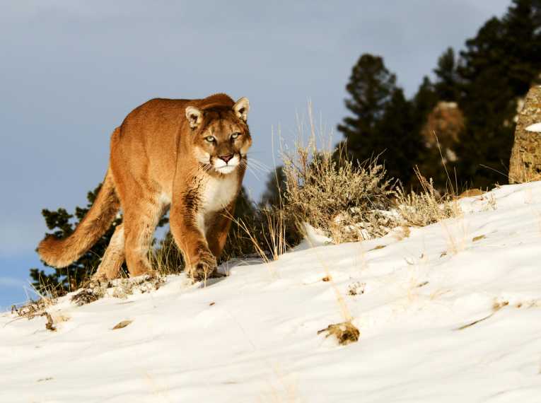 Puma contributions to the condor and scavenger community in Patagonia