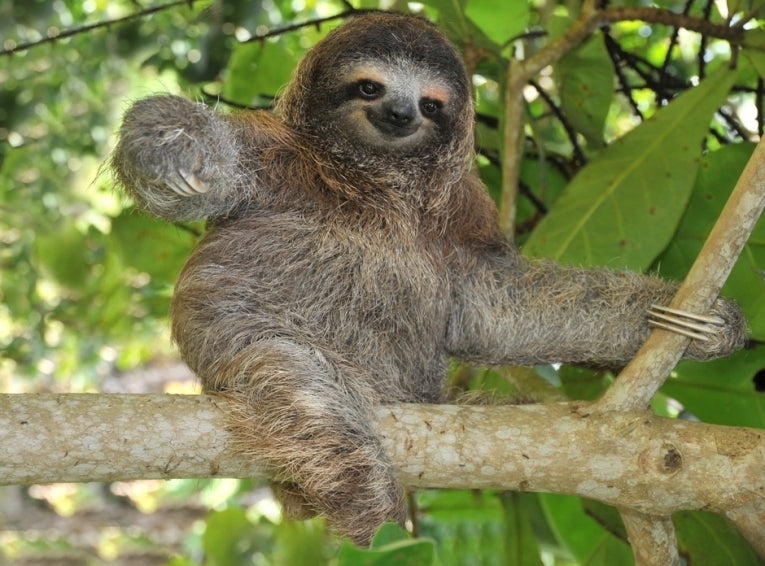 The pygmy sloth in the mangroves