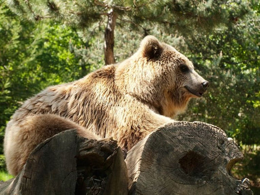 Pyros, the ursine romeo of the Pyrenees