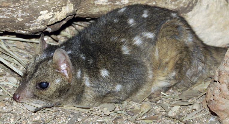 Quoll story will unveil all marsupial ills?