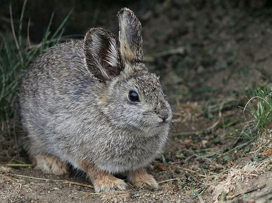 Rabbits, rabbits, rabbits - nohare to be seen.