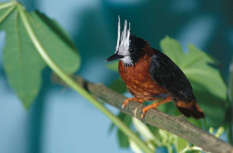 Rainforest birds rebound in parts of Amazon laid low
