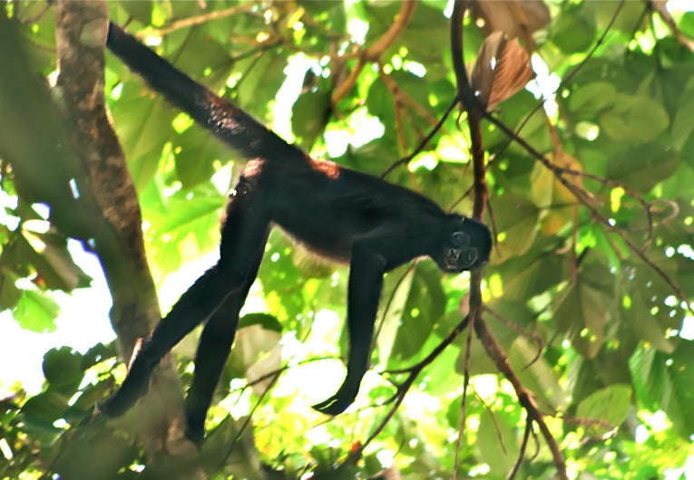 Rare brown spider monkeys discovered in Colombia