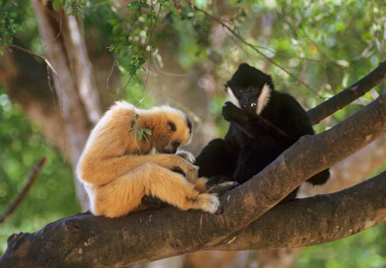 Rare northern white-cheeked crested gibbons discovered in Vietnam