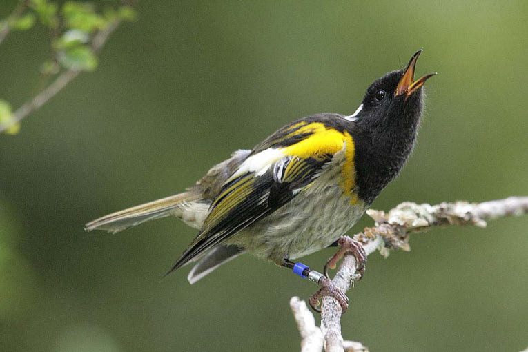 Rare Hihi shows us style is down to diet!
