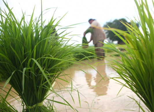 The record harvests changing lives for impoverished Indian farmers