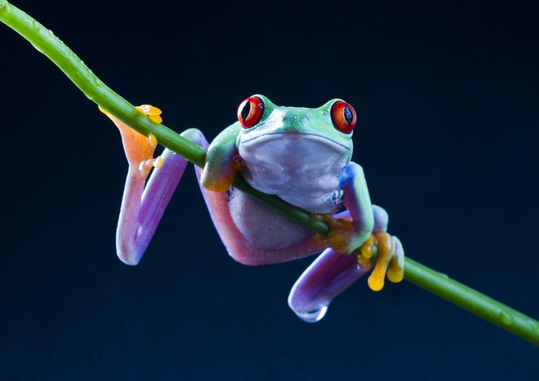 Red-eyed tree frogs and their frog-flies: recruitment and colonization