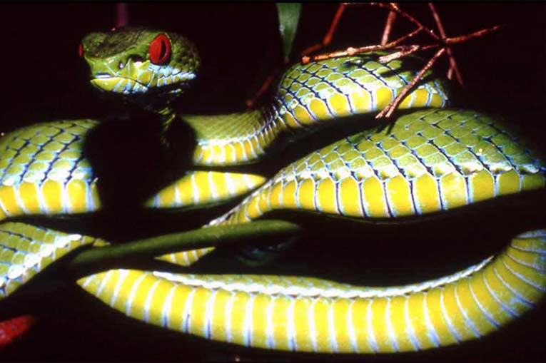 New species of green pit viper snake discovered