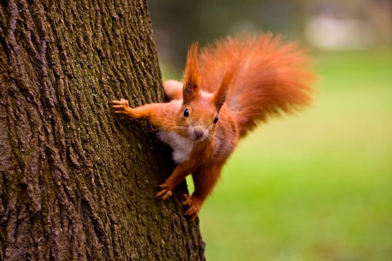 Simply red (squirrel) is better