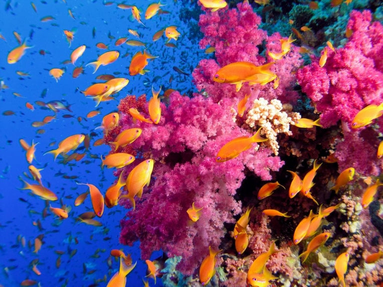 Reef Destruction is Ecological