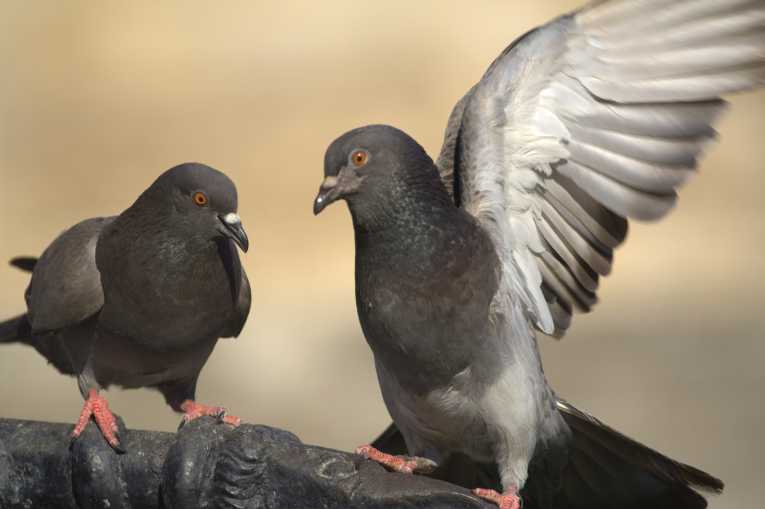 Research discovers darker feathers mean healthier pigeons