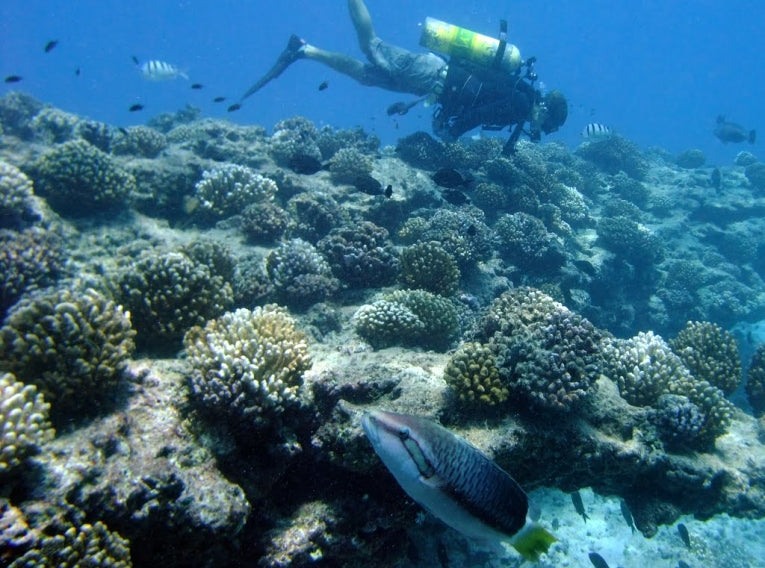 The resilience of Hawaiian reefs suggests a real opportunity for conservation