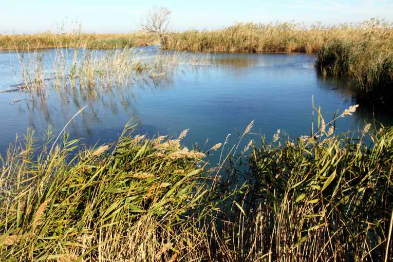 Restored wetlands can take a century to regenerate
