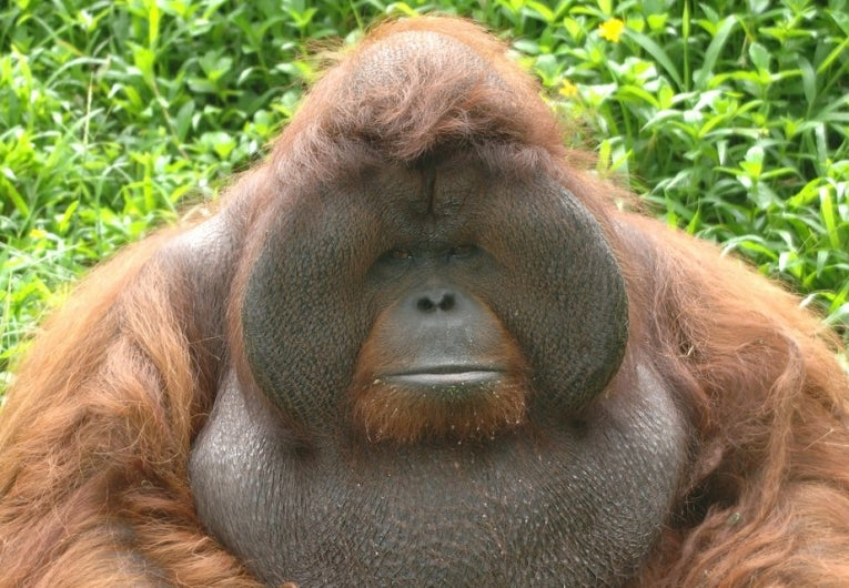 Revelatory ape maturity in Sumatra and Borneo