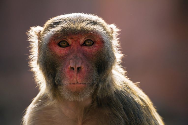 Monkeys redden up for breeding.