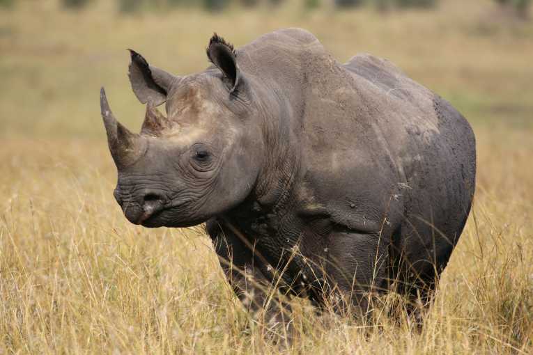 Rhino poaching crisis in Africa 'worst in decades'