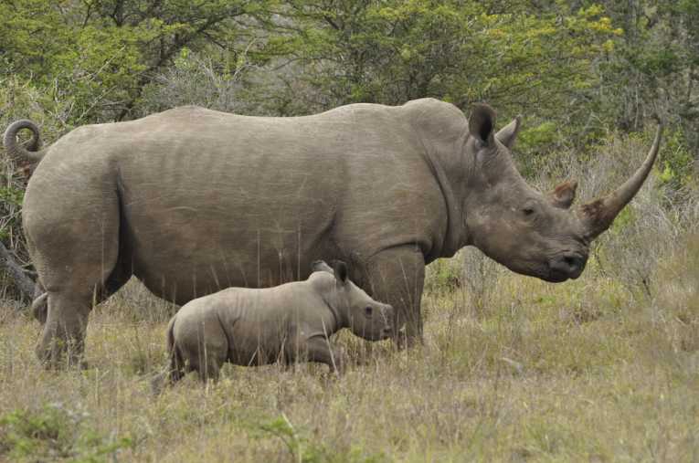 Rhino poaching in South Africa on the increase