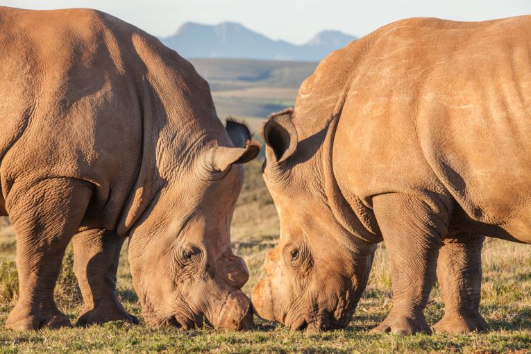 World Rhino Day 2014