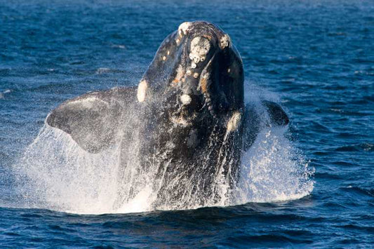 Right time for whales to return to New Zealand's calving grounds