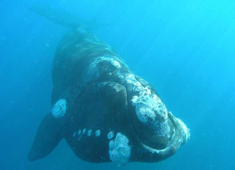 A new population model for right whale numbers in New Zealand.