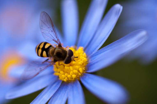 The road to 'pollination heaven' is narrow - not broad