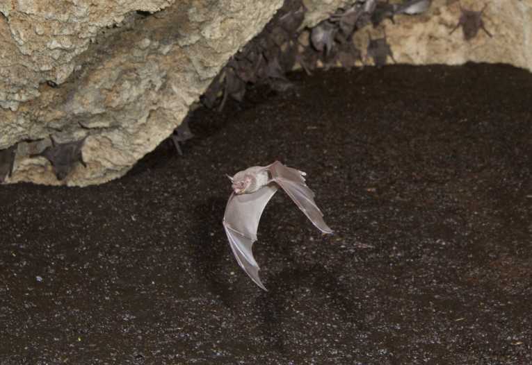 Roads drive bats away, new study shows