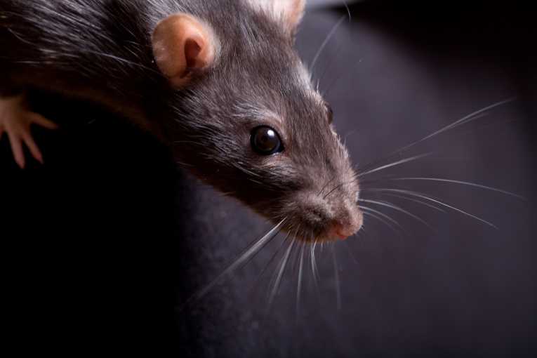 Rodent eradication declared a success in South Georgia