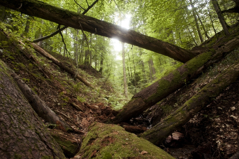 Romanian Ancient Woodland Needs Protection