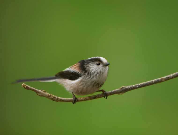RSPB Big Garden Birdwatch shows a good year for little birds