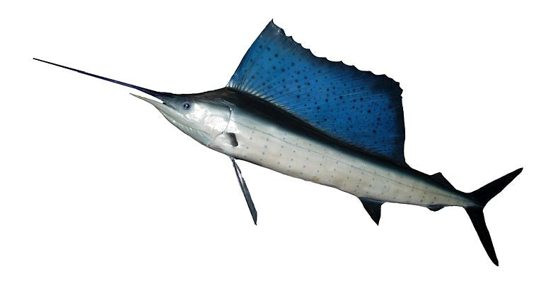 Sailfish hunt, but is cooperation evolving?