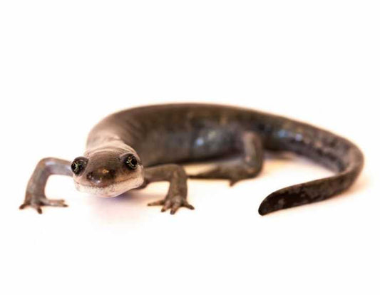 Salamander polyploid amazes with its genome (s)