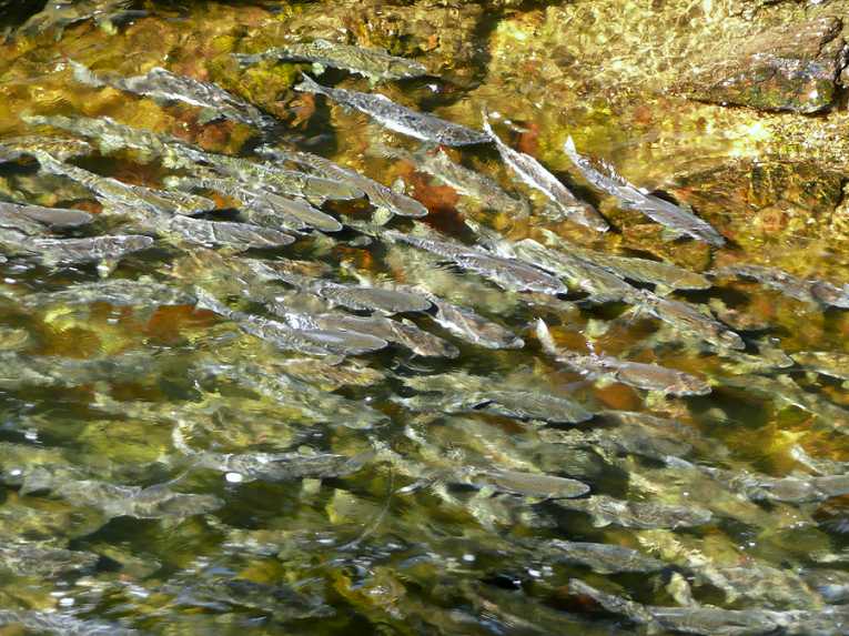 Salmon farming puts wild populations at risk