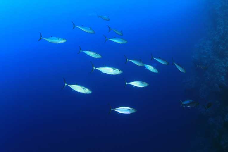 Satellite tracking and data to help conserve bluefin tuna - Corrected