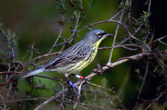 Satellites help save warblers' forest homes