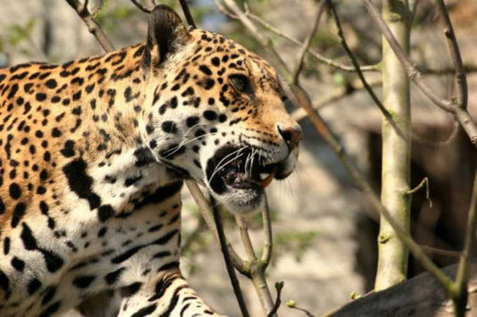 Saving the Jaguar