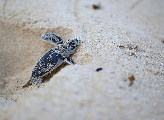 Sea Turtles Dig the Dark