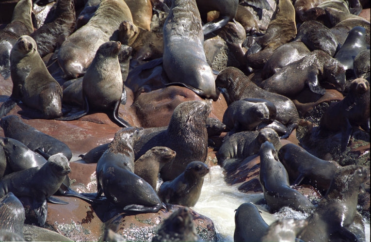 Seal Culling in Namibia